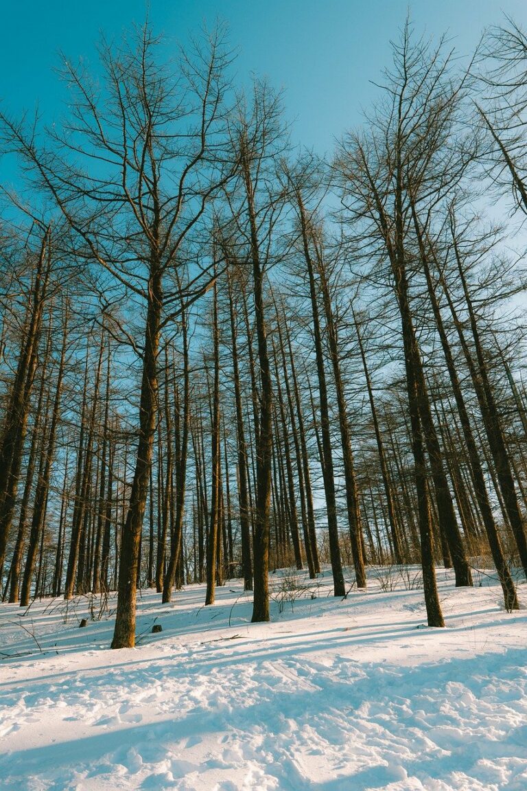 winter woods, tall trees, snowy ground, forest in winter, seasonal nature, natural landscape, wilderness, outdoor adventure, tranquil forest, snow covered